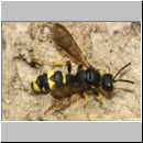 Cerceris rybyensis - Knotenwespe 32 9mm.jpg